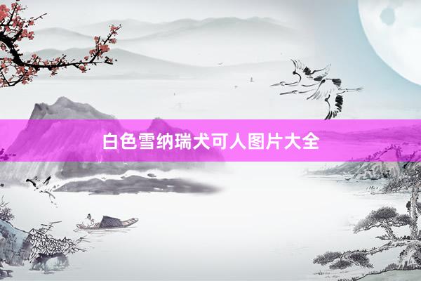 白色雪纳瑞犬可人图片大全